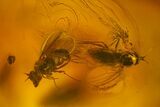 Five Fossil Flies (Diptera) In Baltic Amber #173657-1